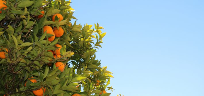 Orangenbaum blauer Himmel